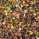 Image for article titled 76 Stunning Photos Of Fall Leaves